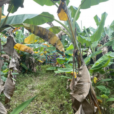 Dijual Tanah Siap Bangun di Jalan Naskah Km 7 Palembang-2