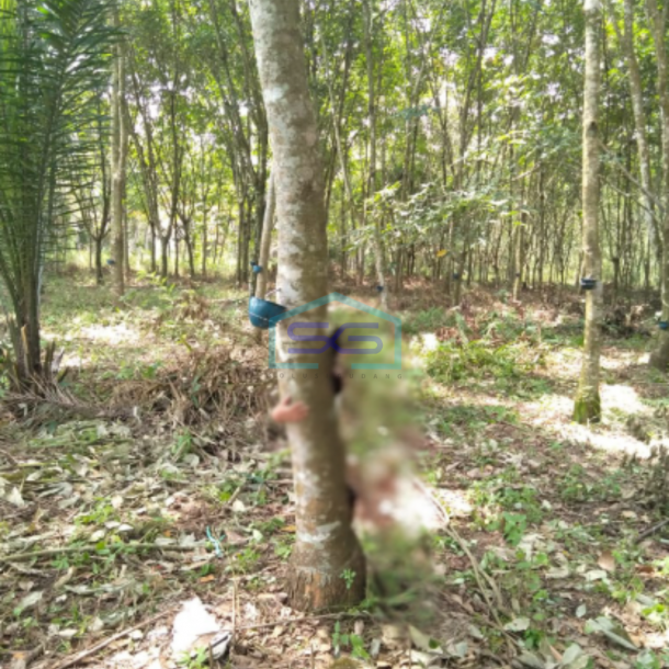 Dijual Murah Tanah Luas 13060m2 Siap Bangun Lokasi Payabakung Indralaya Palembang-2