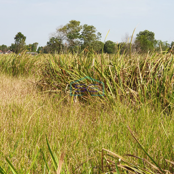 Dijual Cepat Tanah Luas di Pinggir Jalan Llintas Palembang-Indralaya, Luas 4 Ha-2