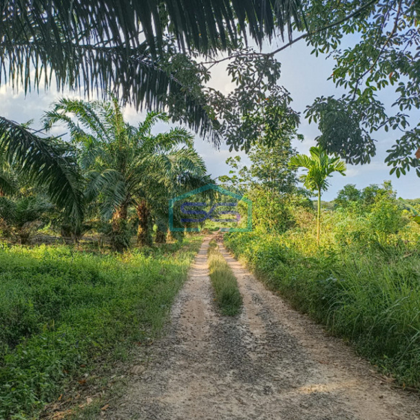 Dijual Tanah 1,2 Ha di Pangkalan Benteng Sukomoro Talang Kelapa Banyuasin Sumatera Selatan-3