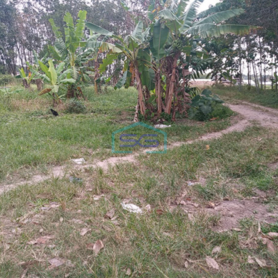 Dijual Tanah 1,2 Ha di Pangkalan Benteng Sukomoro Talang Kelapa Banyuasin Sumatera Selatan