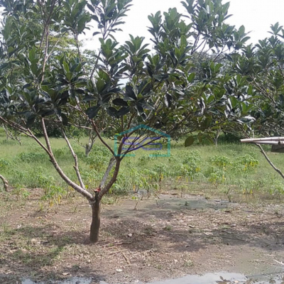 Dijual Tanah Seluas 50,719m2 (5 ha) dengan Harga Spesial di Banyuasin Sumatera Selatan