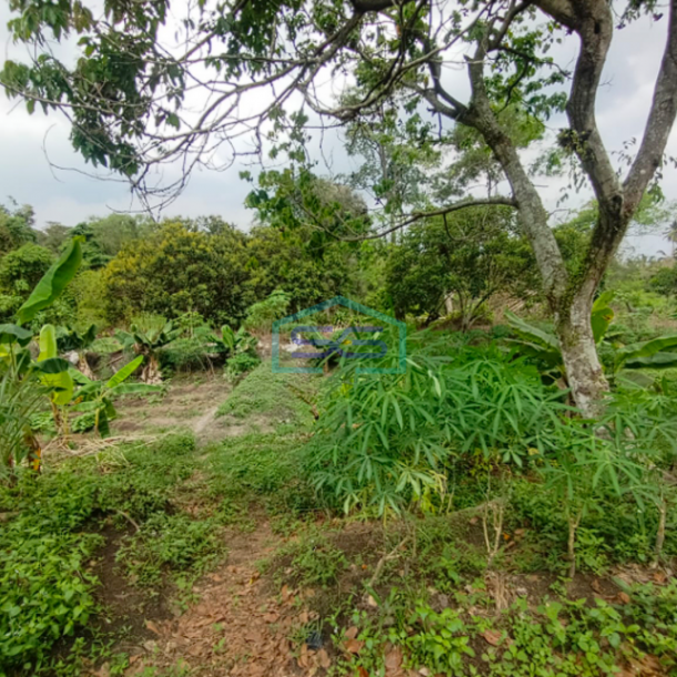 Dijual Strategis! Lahan Tanah di Samping Pabrik Talang Kelapa Banyuasin Sumatera Selatan LT 1 Ha-1