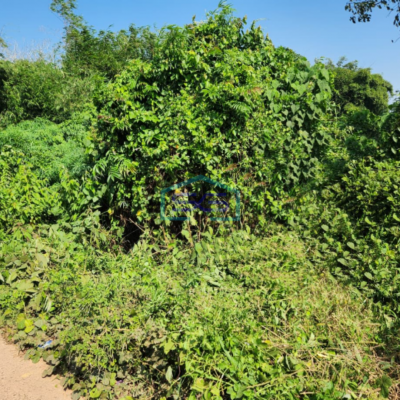 Dijual Tanah Kosong Luas di Banyuasin Sumatera Selatan Luas Tanah 118462m2