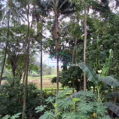 Dijual Tanah View Sawah Dan Jungle Jalan Utama Dekat Pererenan Canggu Badung Bali LT 2400m2