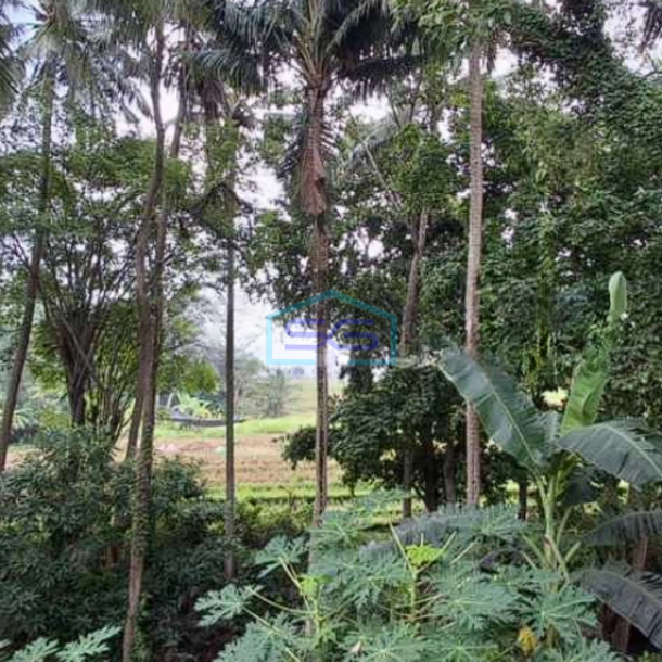 Dijual Tanah View Sawah Dan Jungle Jalan Utama Dekat Pererenan Canggu Badung Bali LT 2400m2-3