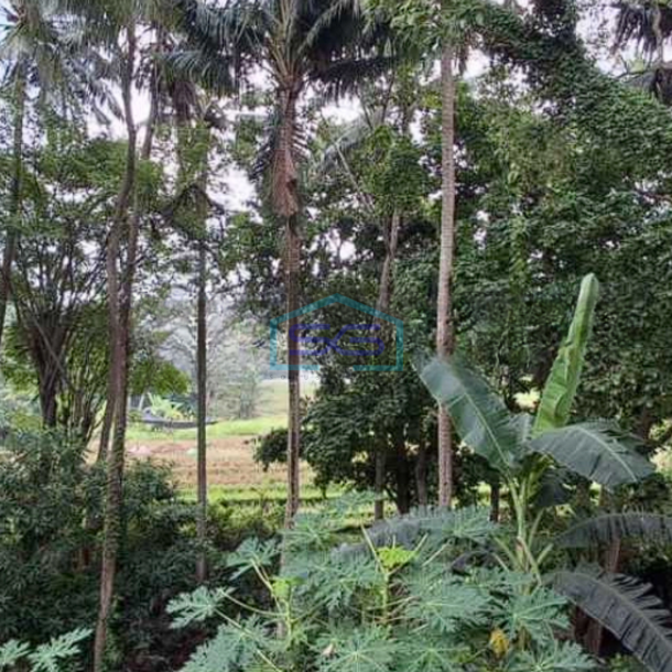 Disewakan Tanah Jalan Utama By Pass Tanah Lot Bali Mengwi, Badung Bali LT 3800m2-1