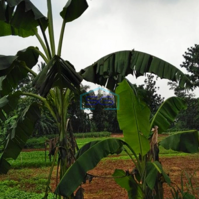 Dijual Tanah cCocok Untuk Industri Kecil, Masuk Truk di Gunung Sindur Bogor LT 2000m2