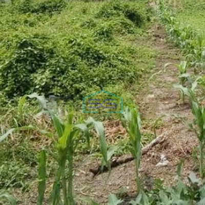 Dijual Tanah Luas 6000m2, Lokasi Strategis di Tangerang