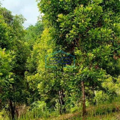 Dijual Tanah 18H di ring road 1 cocok buat pergudangan di Manado