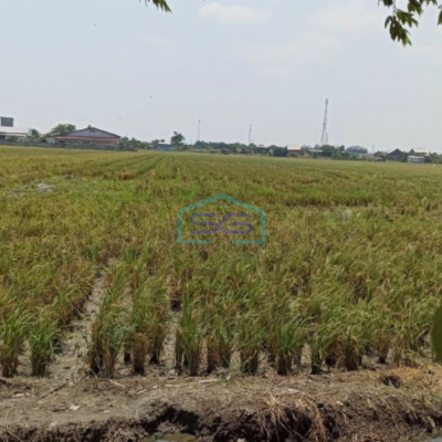 Dijual Tanah sawah di ketapang kendal Luas Tanah 5821m2