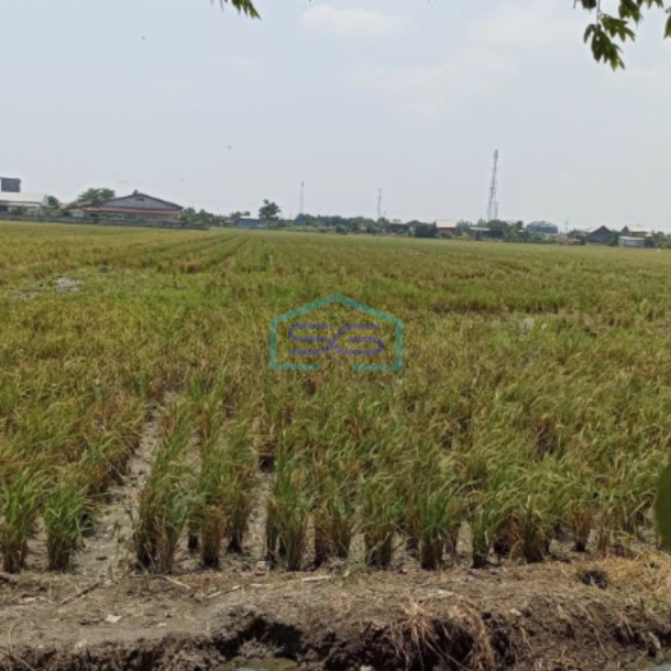 Dijual Tanah sawah di ketapang kendal Luas Tanah 5821m2-3