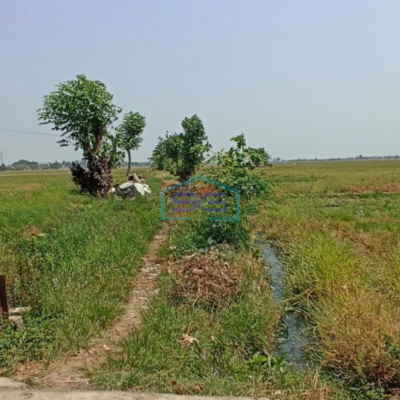 Dijual Tanah sawah di ketapang kendal Luas Tanah 5821m2