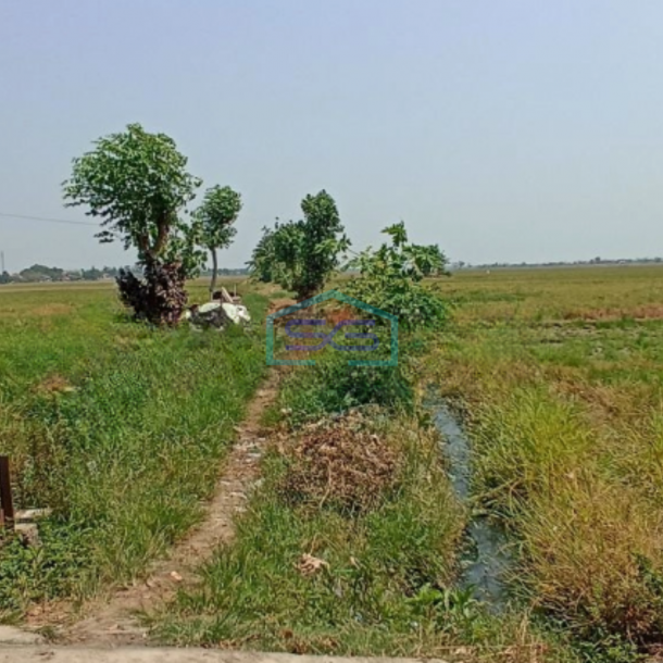 Dijual Tanah sawah di ketapang kendal Luas Tanah 5821m2-1