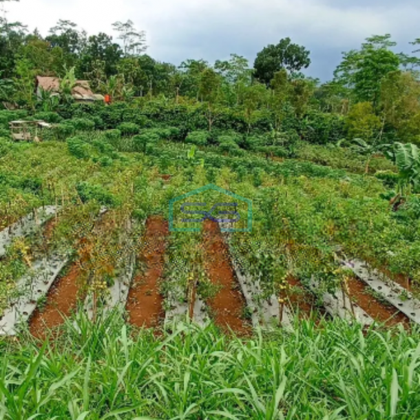 Dijual Tanah Di Sukorejo Kendal Cocok Utk Perumahan Luas Tanah 36000 m²-2