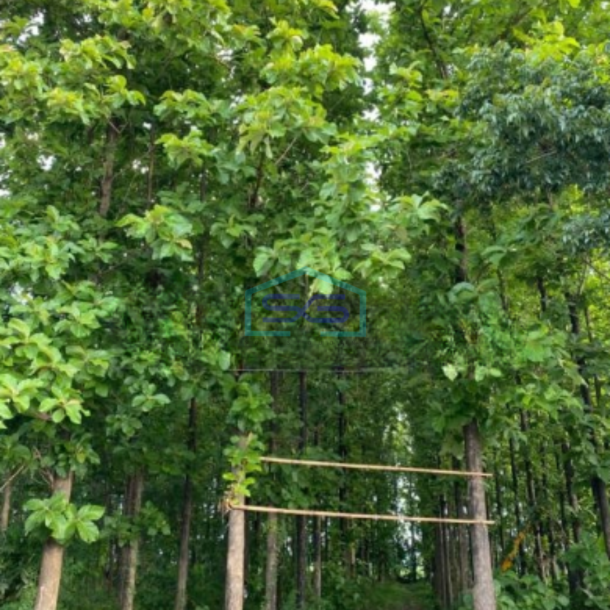 Dijual Tanah Ada Pohon Jati Nya Di Patebon Kendal-1