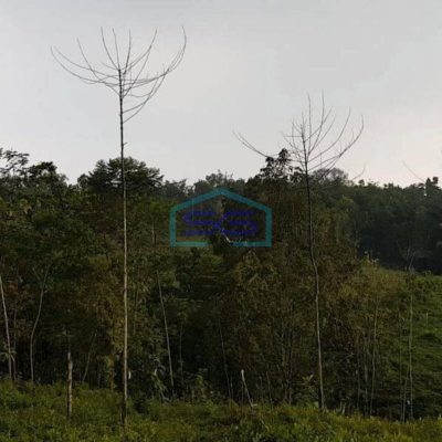 Dijual Tanah Bisa Untuk Gudang Harga Murah di Cipanas Lebak Banten