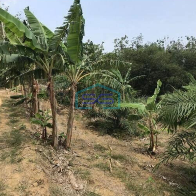 Dijual Tanah Harga Murah di Sobang Pandeglang Banten