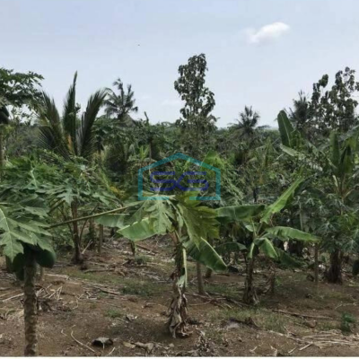 Dijual Tanah Harga Murah di Sobang Pandeglang Banten