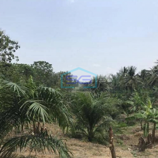 Dijual Tanah Harga Murah di Sobang Pandeglang Banten-4