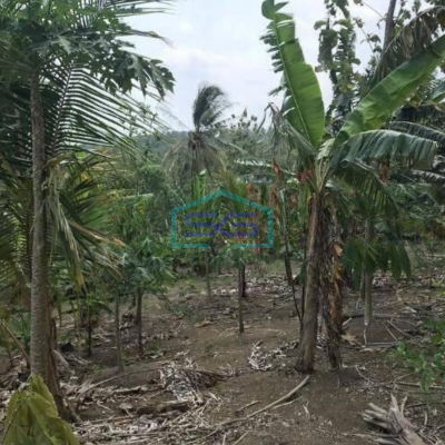 Dijual Tanah Harga Murah di Sobang Pandeglang Banten