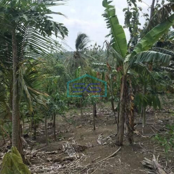 Dijual Tanah Harga Murah di Sobang Pandeglang Banten-3