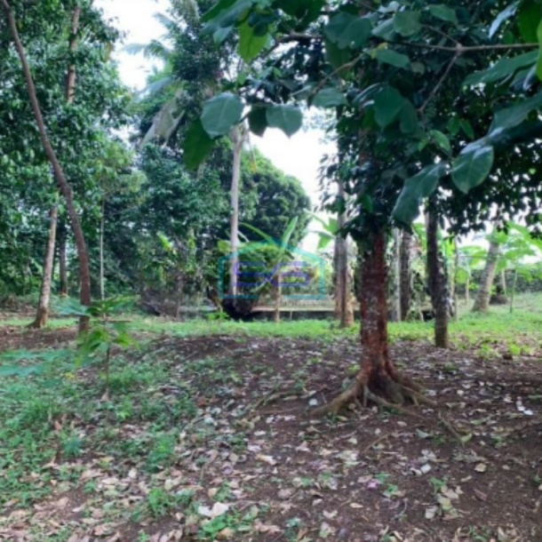Dijual Cepat Tanah Siap Pakai Di Anyer Serang Banten Luas 1509m2-2