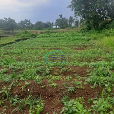 Dijual Tanah Di Ciampea Bogor Luas Tanah 1040m2 SHM