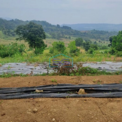 Dijual Tanah Sukaresmi Sukamakmur Bogor Luas Tanah 540000m2