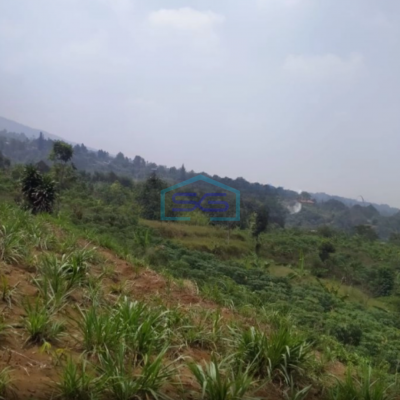 Dijual Tanah di Tugu Jaya Cigombong Bogor Luas Tanah 31000m2