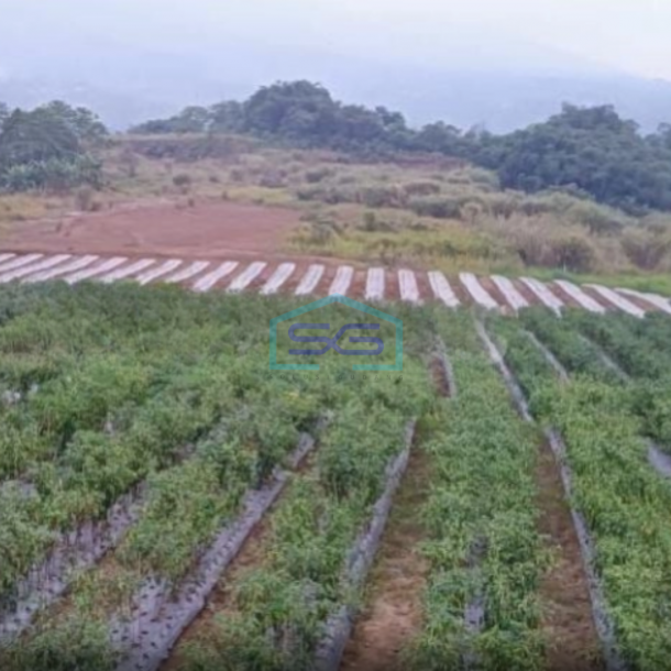 Dijual Tanah Desa Cisaat Cicurug Sukabumi Luas Tanah 40000m2-1