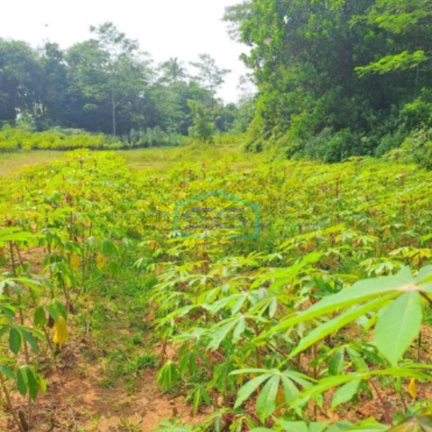 Dijual Tanah Di Tamansari Rumpin Bogor Luas Tanah 2650m2-2