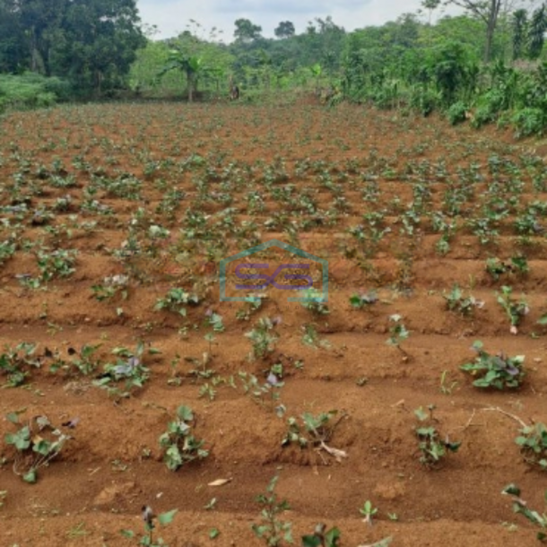 Dijual Tanah Di Ciseeng Bogor Luas Tanah 1000m2-4