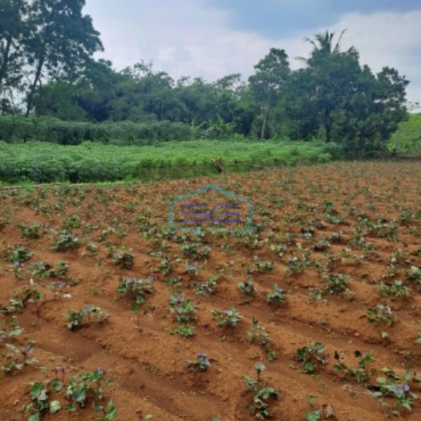 Dijual Tanah Di Ciseeng Bogor Luas Tanah 1000m2-3