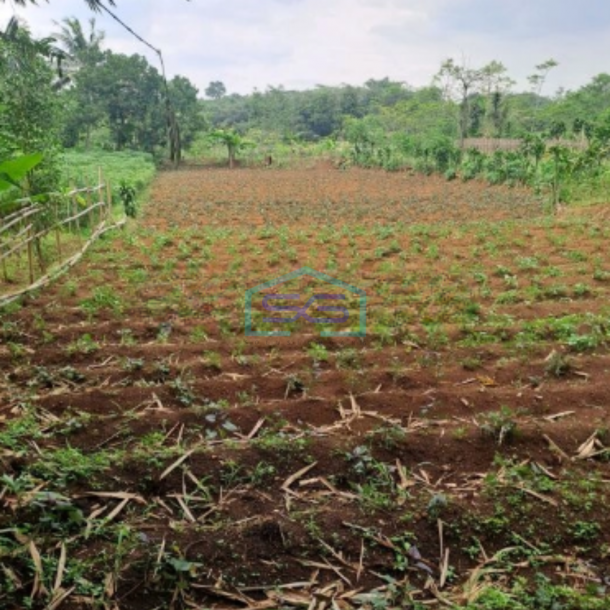 Dijual Tanah Di Ciseeng Bogor Luas Tanah 1000m2-2