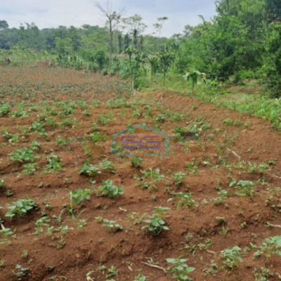 Dijual Tanah Di Ciseeng Bogor Luas Tanah 1000m2
