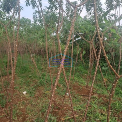 Dijual Tanah Karikhil Ciseeng Bogor Luas Tanah 1700m2 SHM