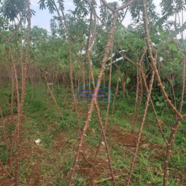 Dijual Tanah Karikhil Ciseeng Bogor Luas Tanah 1700m2 SHM-1