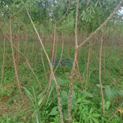 Dijual Tanah Karikhil Ciseeng Bogor Luas Tanah 1700m2 SHM