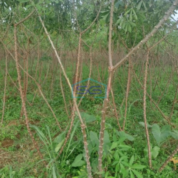 Dijual Tanah Karikhil Ciseeng Bogor Luas Tanah 1700m2 SHM-2