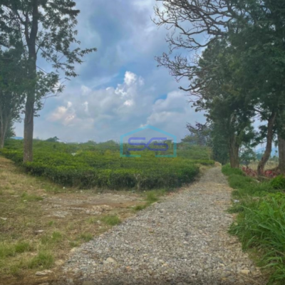 Dijual Tanah Di Cijeruk Bogor Luas Tanah 350000m2