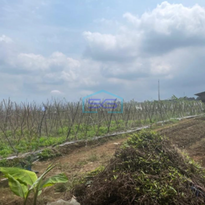 Dijual Tanah Di Cijeruk Bogor Luas Tanah 350000m2