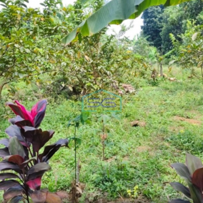 Dijual Tanah di Ciapus Taman Sari Bogor Luas Tanah 100000m2