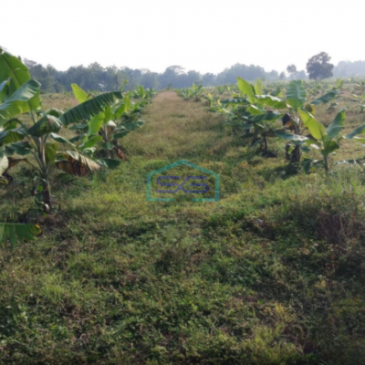 Dijual Tanah Siap Bangun di Desa Kelapanungal Cileungsi Bogor Jawa Barat Luas 10 Ha