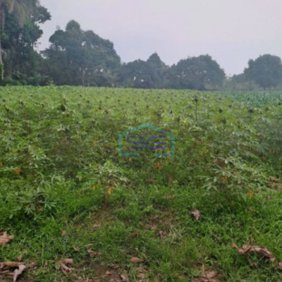 Dijual Tanah Di Kemang Bogor Luas Tanah 12000m2