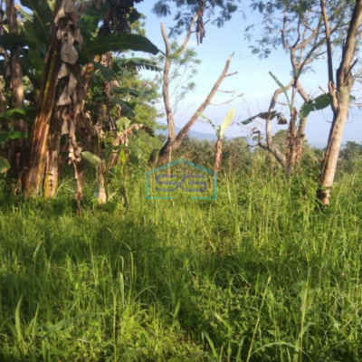 Dijual Tanah Strategis di Desa Pancawati Caringin Bogor LT 40000m2 Cocok Untuk Usaha