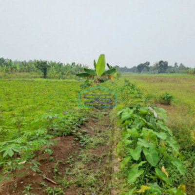 Dijual Tanah Lokasi di Pinggir Jalan Raya Ciseeng Bogor Luas Tanah 2000m2