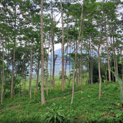 Dijual Tanah di Jalan Raya Desa Bojongkoneng Bogor Luas Tanah 1500m2