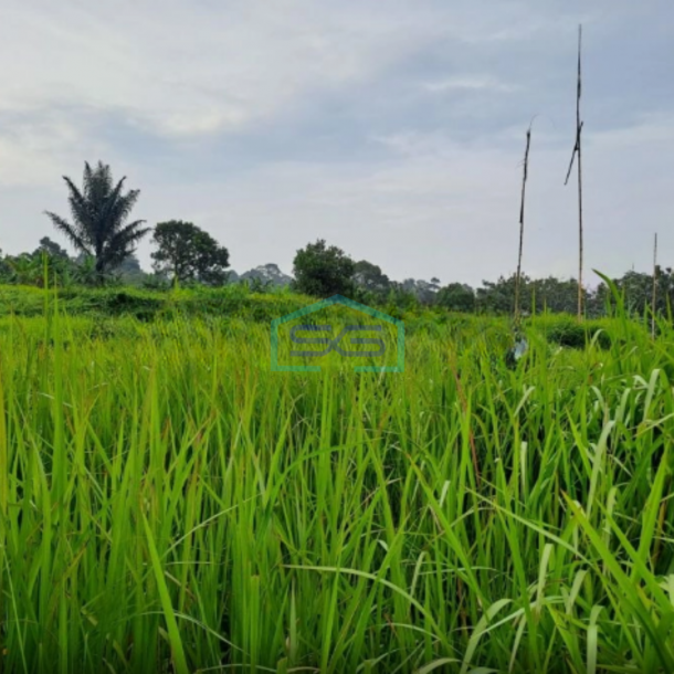 Dijual Tanah Bagus di Jalan Raya Cihdeng Kec Cijeruk Bogor LT 12000m2-3