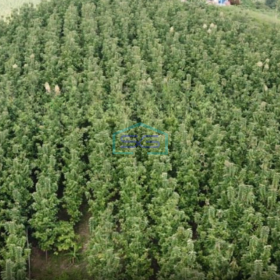 Dijual Tanah Kebun Jati Warungkiara Sukabumi Jawa Barat LT 620000m2